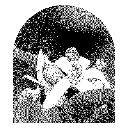 Flor de limonero con los pétalos abiertos, en trama de puntos blancos y negros