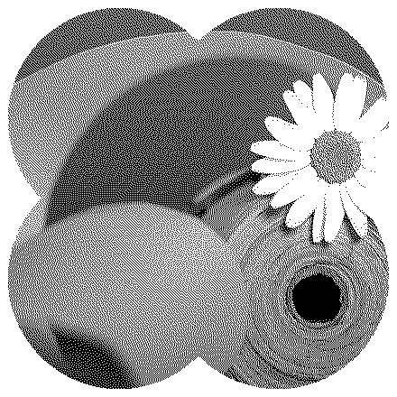Rollo de papel que se desenrolla junto a una margarita, en trama de puntos blancos y negros