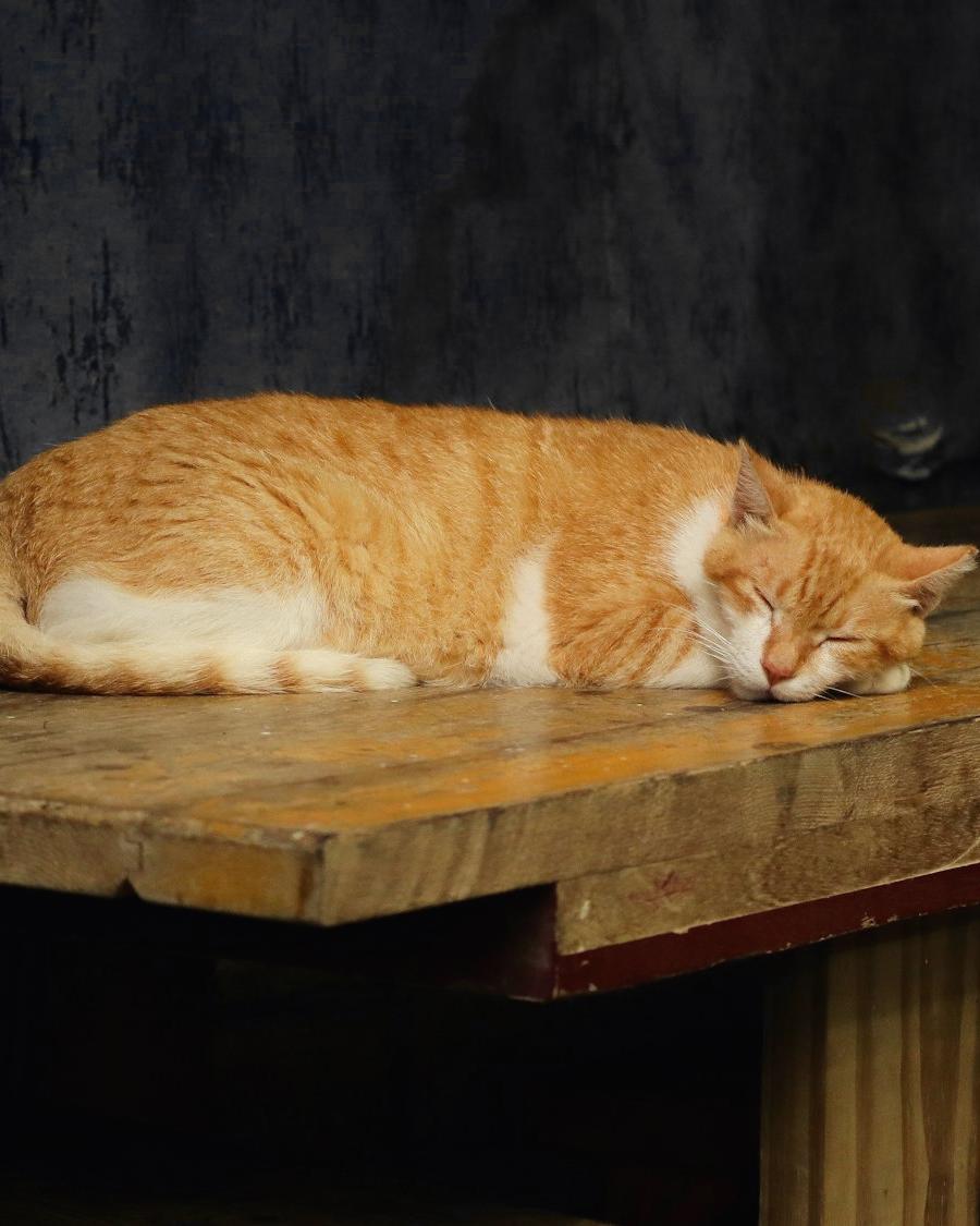 Un gato naranja duerme sobre una mesa de madera