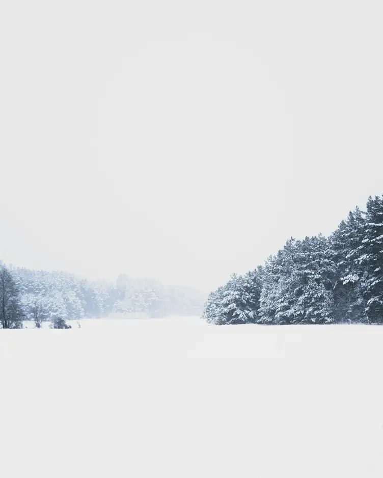 Bosque cubierto de nieve al fondo de un campo blanco