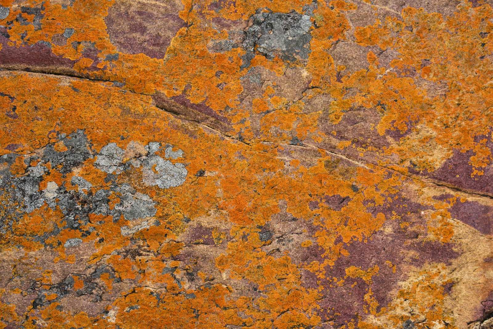 Liquen naranja y gris sobre piedra