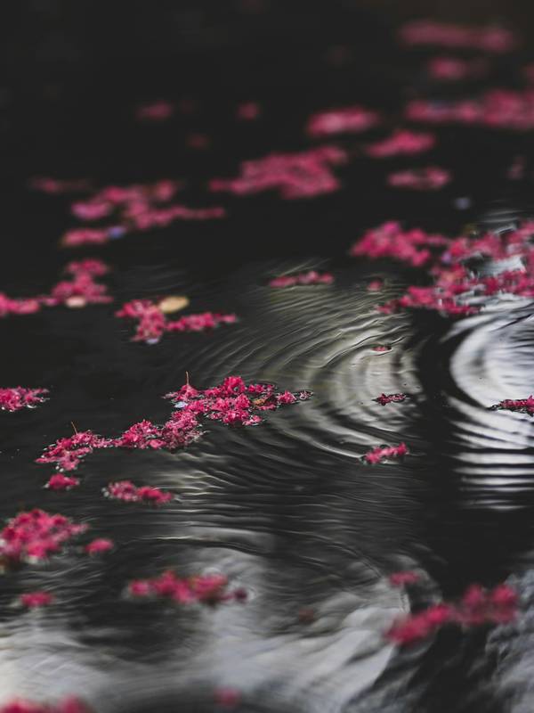 Pétalos magenta sobre agua oscura, con los anillos que deja una gota
