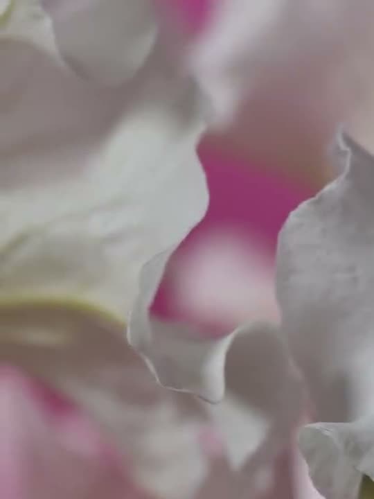 Pétalos blancos que se mueven sobre un fondo rosado (video sin sonido). Ir a «Pétalos que se abren»