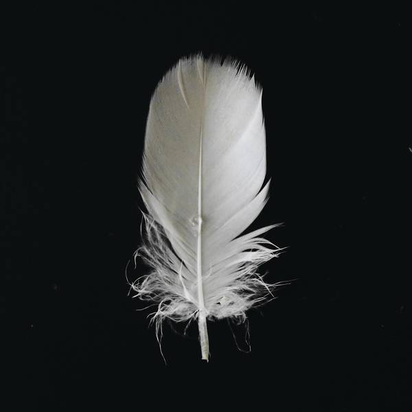 Pluma blanca sobre un fondo negro