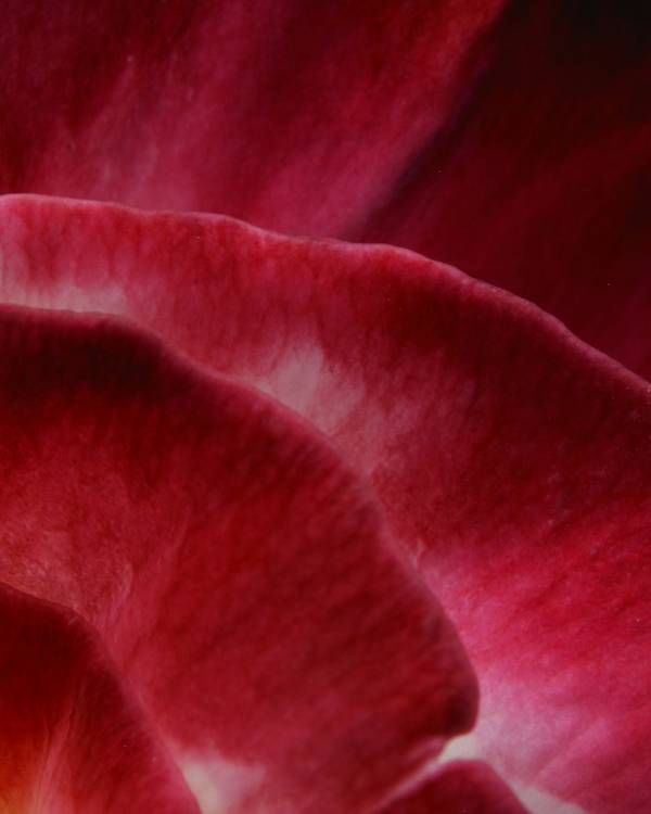 Pétalos rojos y carmesí en primer plano