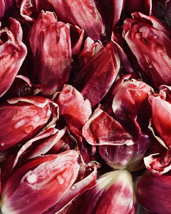 Tulipanes granates agrupados