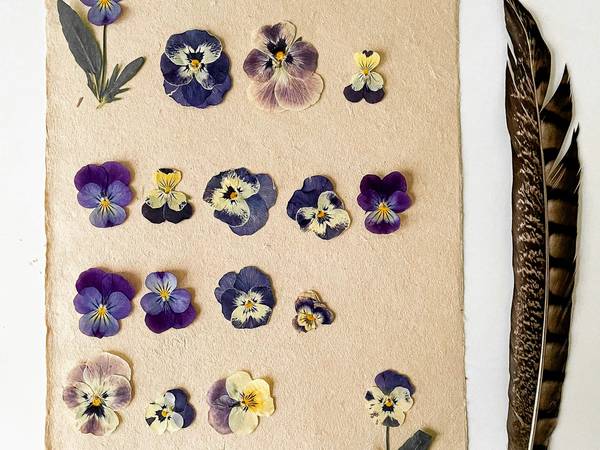 Violas prensadas en un pliego de papel junto a una pluma