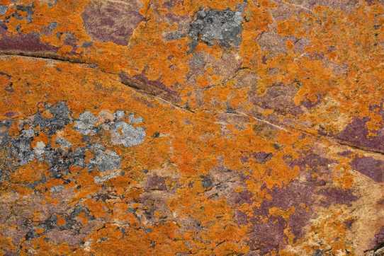 Liquen naranja sobre una roca
