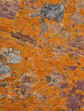 Liquen naranja sobre una roca
