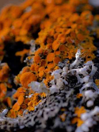Liquen naranja sobre una rama, de cerca