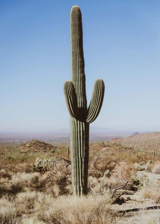 Un cactus alto en el desierto bajo un cielo azul