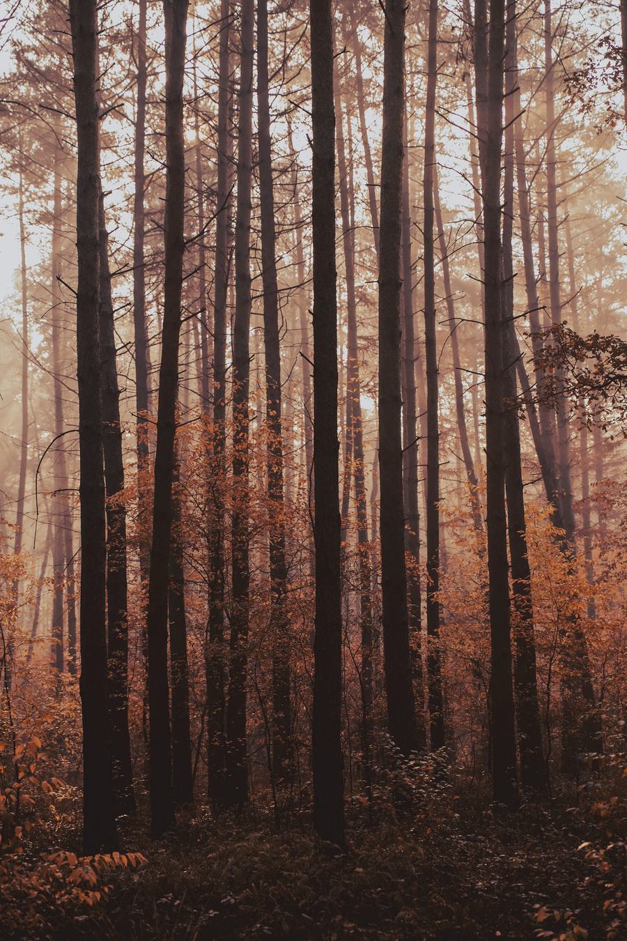 Troncos altos y oscuros de un bosque en otoño, con follaje cobrizo entre la neblina