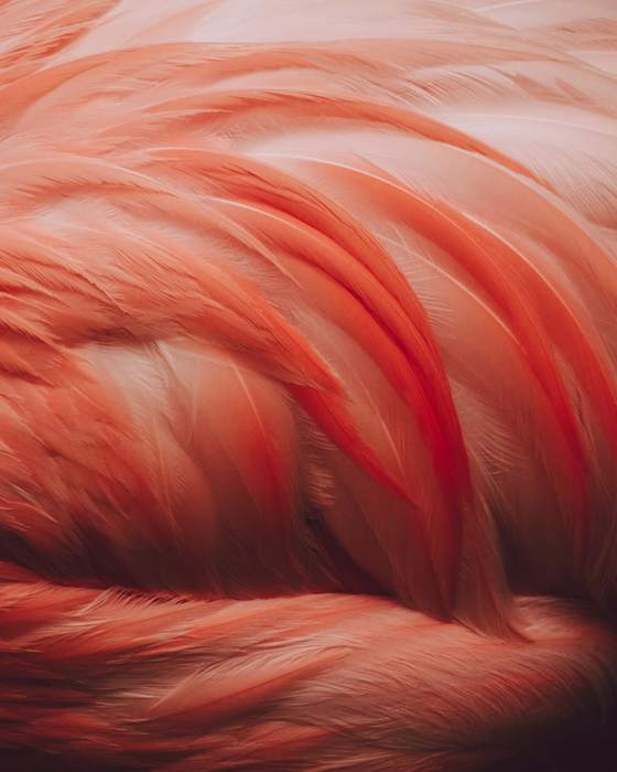 Plumas de un ave en tonos coral, en primer plano