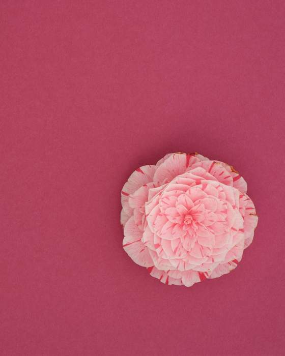 Una flor de papel rosada sobre un fondo carmesí
