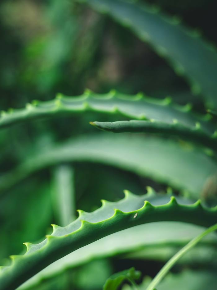 Hojas carnosas de aloe vera con bordes dentados, de cerca