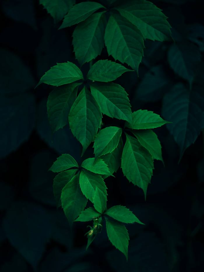 Hojas verdes de una enredadera sobre un fondo oscuro