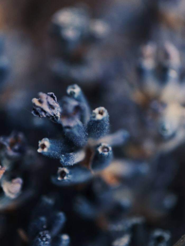 Espigas secas de lavanda de cerca, en tonos azulados