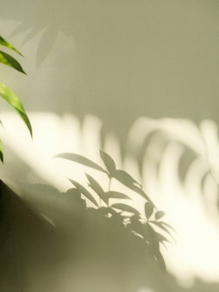 Sombras de hojas sobre un muro verde claro, con luz de la mañana
