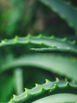 Hojas carnosas de aloe, en tono rojizo