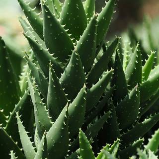 Roseta de aloe con hojas puntiagudas, en tono rojizo