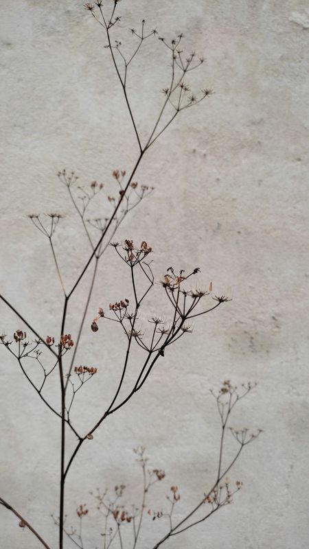 Ramas secas con pequeñas semillas contra una pared de cal