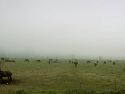 Potrero con bruma y animales a lo lejos