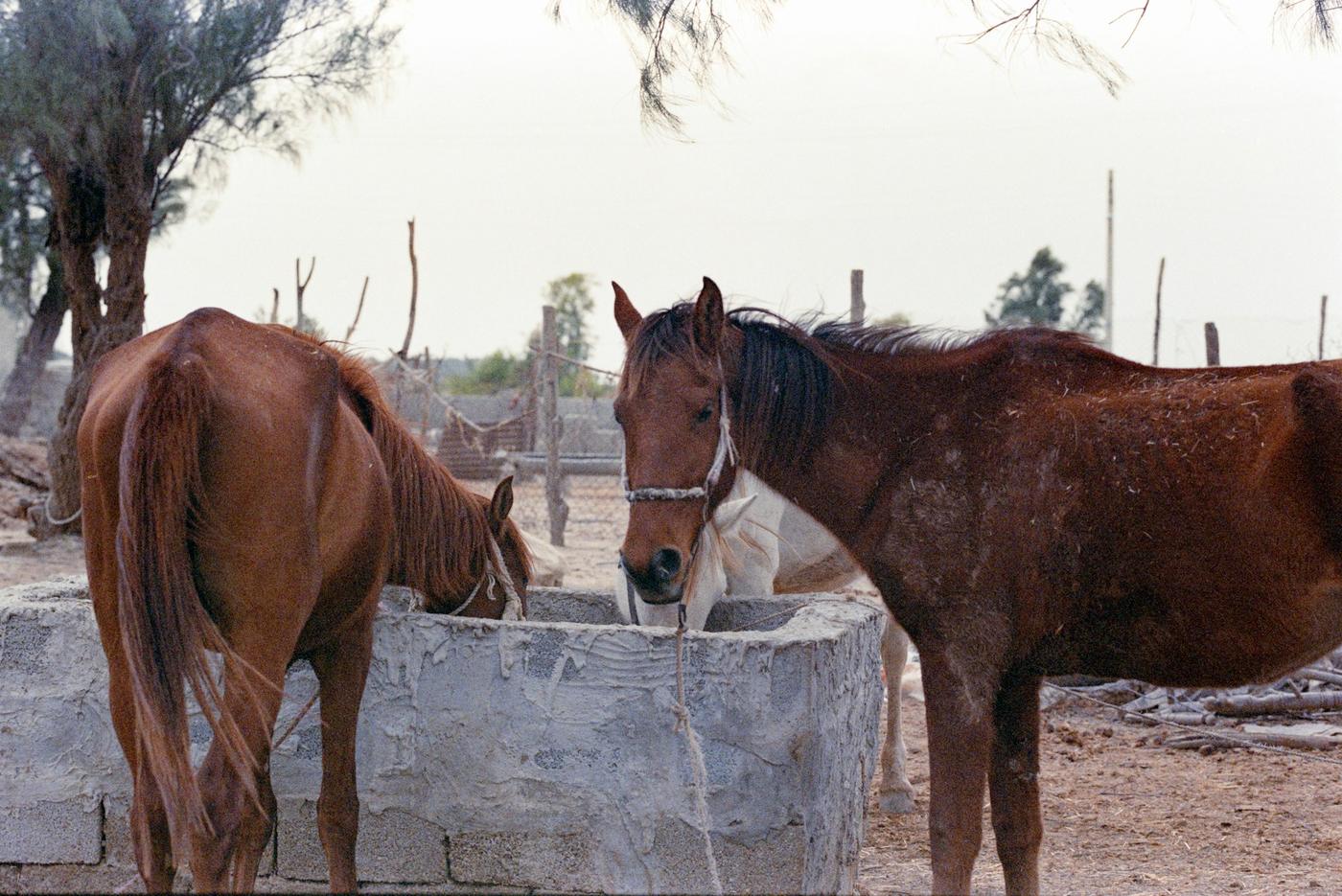 Dos caballos junto a un bebedero de piedra