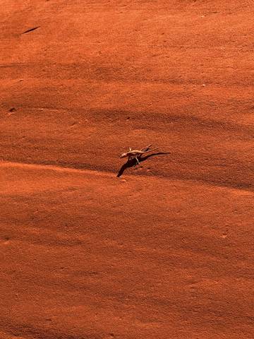 Un lagarto diminuto sobre una roca naranja
