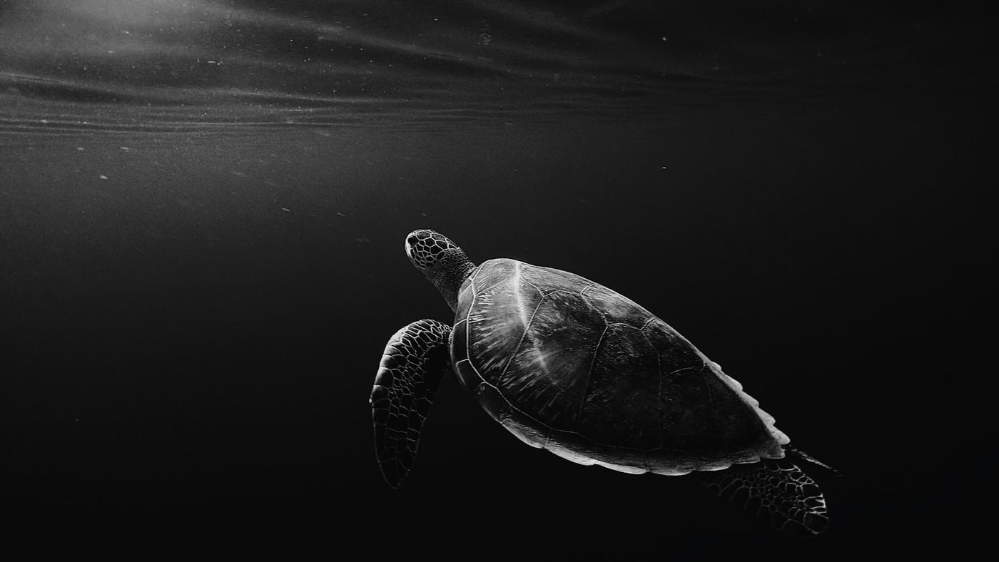 Tortuga nadando en aguas oscuras