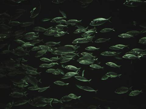 Cardumen de peces en aguas oscuras