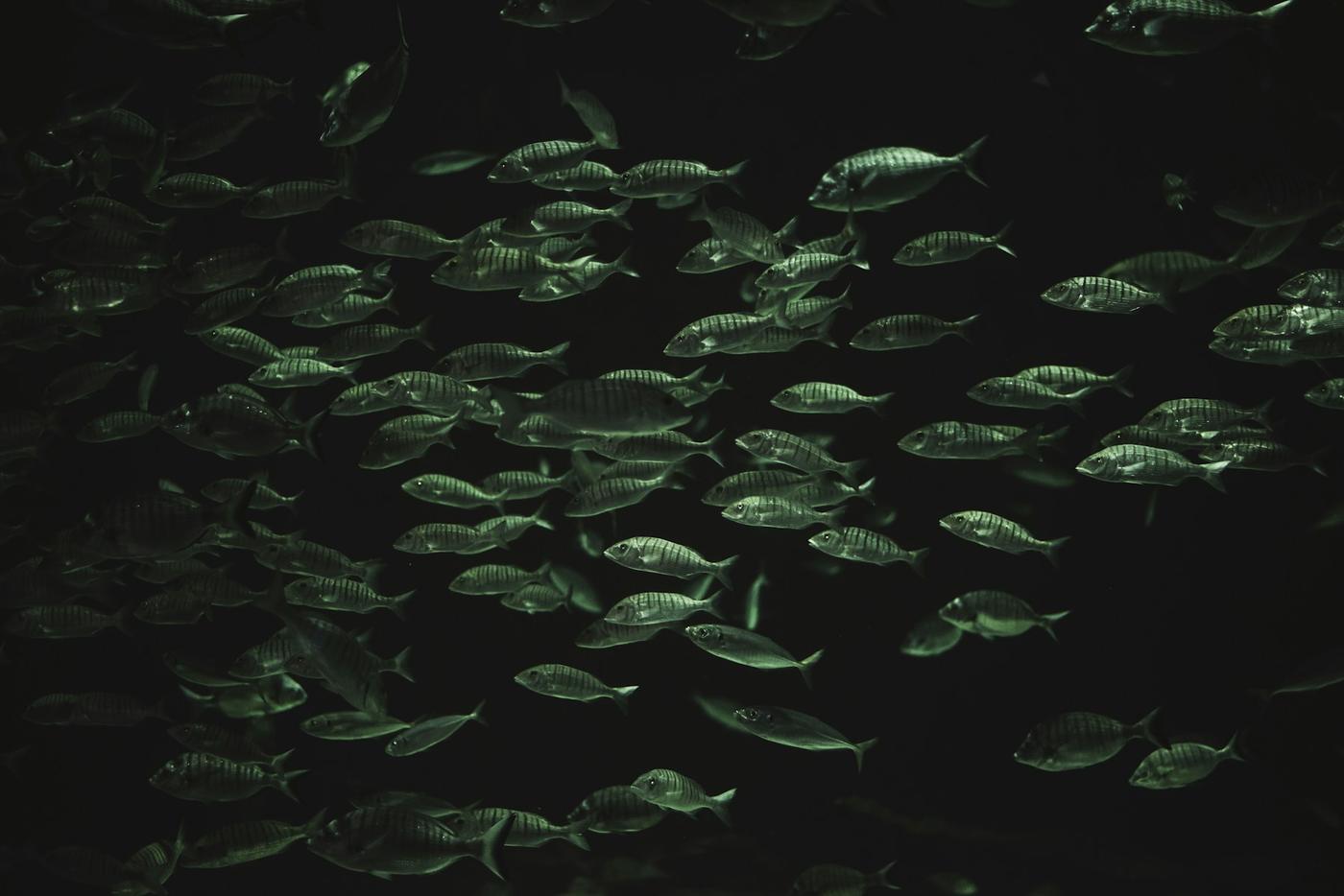 Cardumen de peces en aguas oscuras