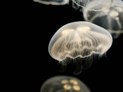 Medusas pálidas sobre fondo negro