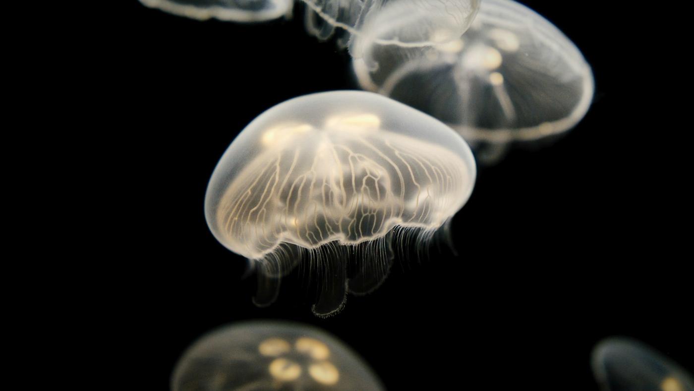 Medusas pálidas sobre fondo negro
