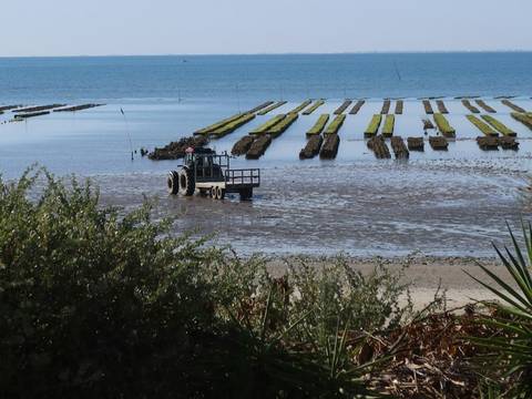 Hileras de cultivo en una playa con la marea baja