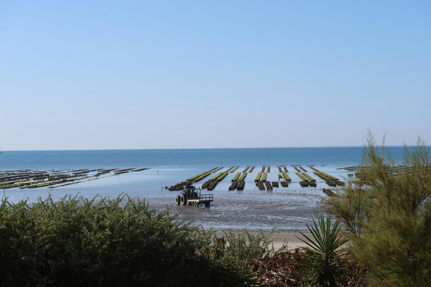 Hileras de cultivo en una playa con la marea baja