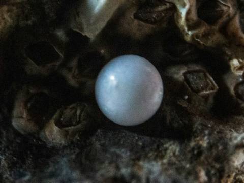 Una perla blanca dentro de una concha rugosa