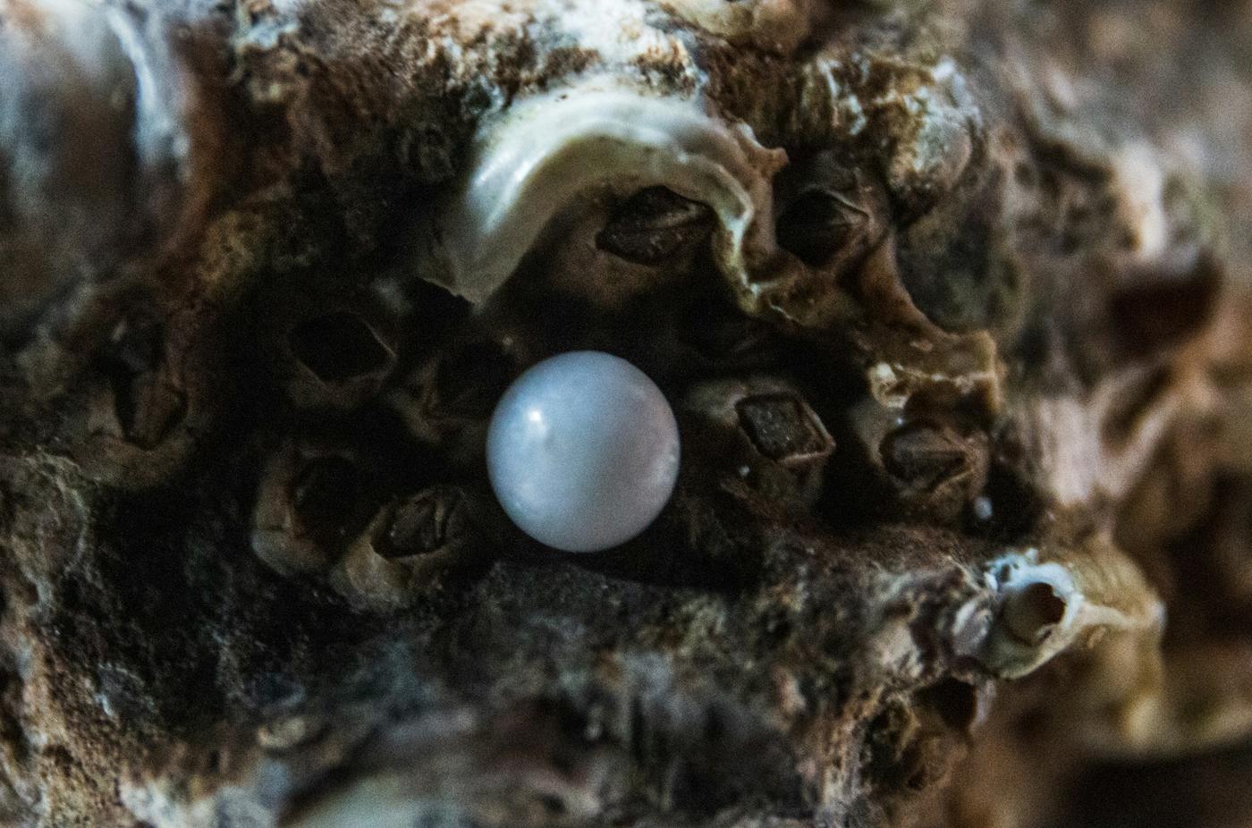 Una perla blanca dentro de una concha rugosa