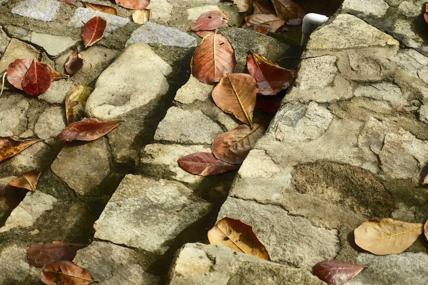 Hojas caídas sobre peldaños de piedra