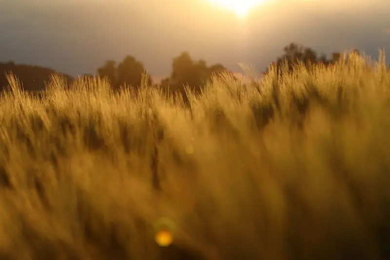 Campo dorado al atardecer con el sol bajo