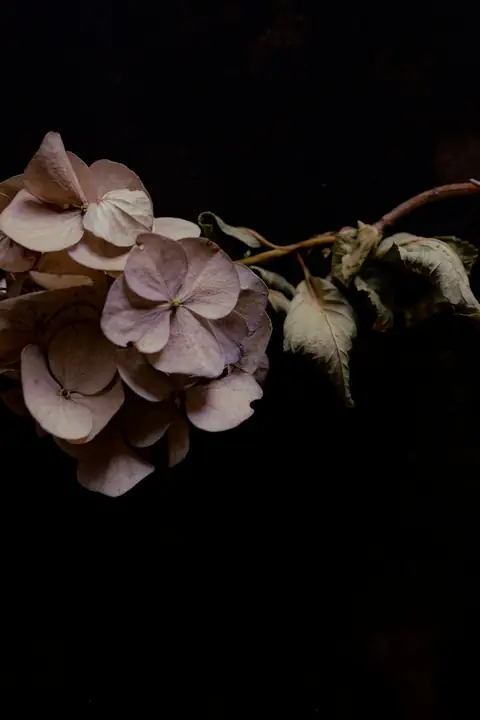 Flor seca blanca y parda sobre fondo negro