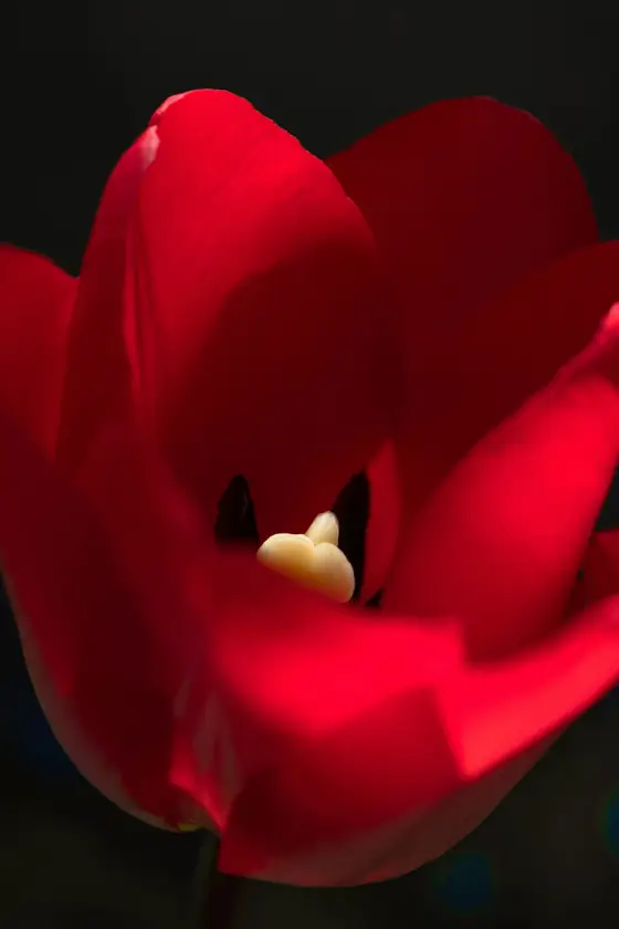 Tulipán rojo en primer plano sobre fondo oscuro