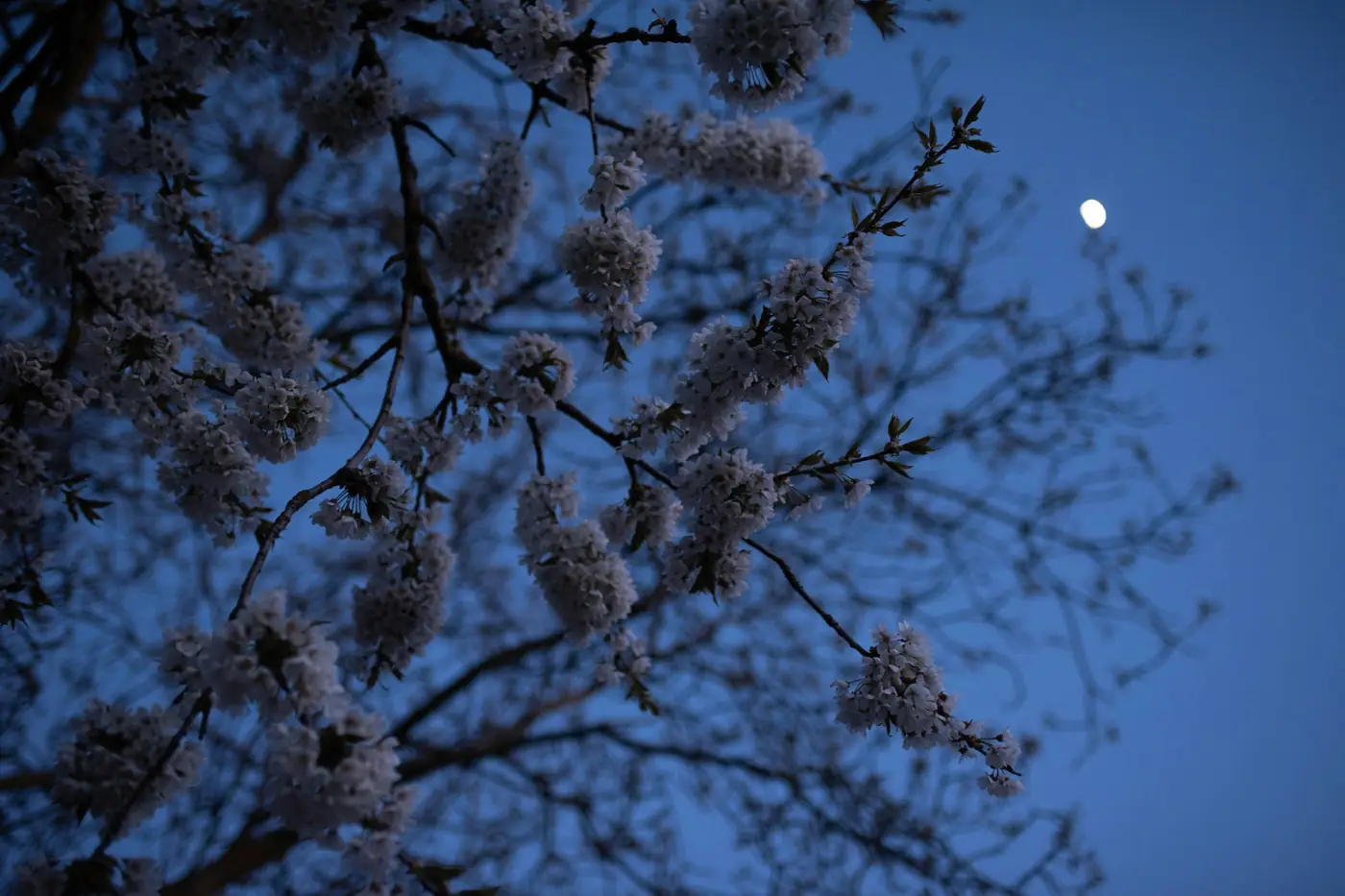 Árbol con flores blancas al crepúsculo