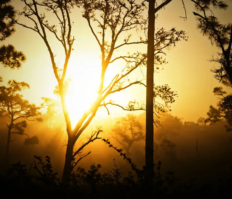 Ramas a contraluz con el sol dorado entre la niebla
