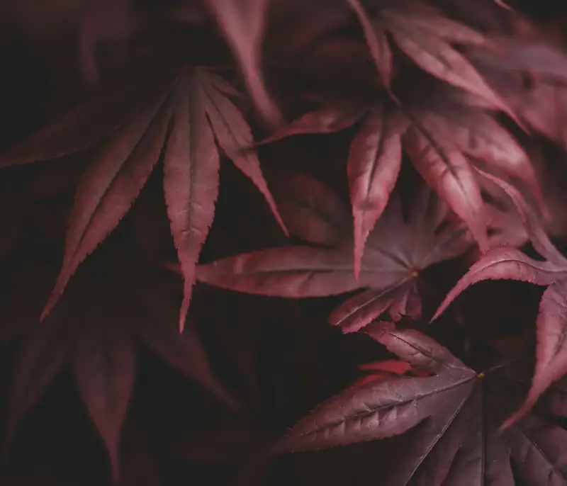 Hojas de arce rojo oscuro