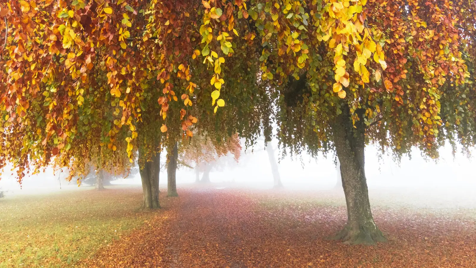 Árbol de otoño llorón sobre un manto de hojas naranjas y niebla