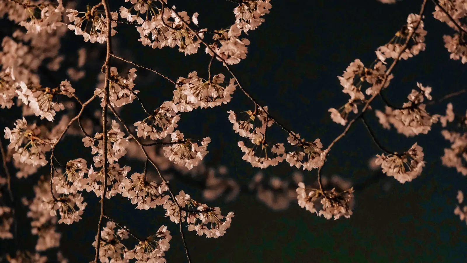 Cerezos en flor iluminados de noche
