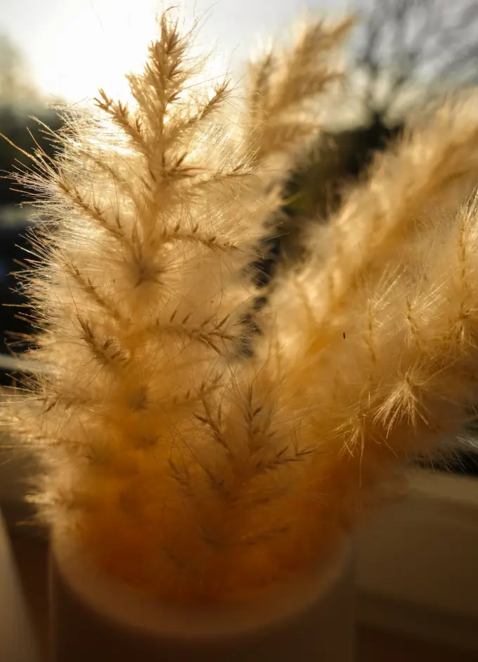 Plumas doradas de hierba de las pampas