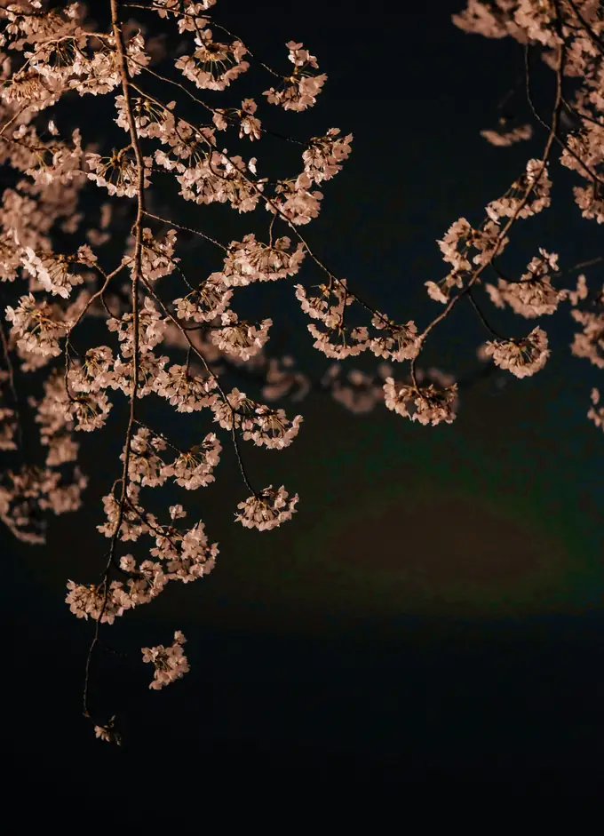 Cerezos en flor iluminados de noche