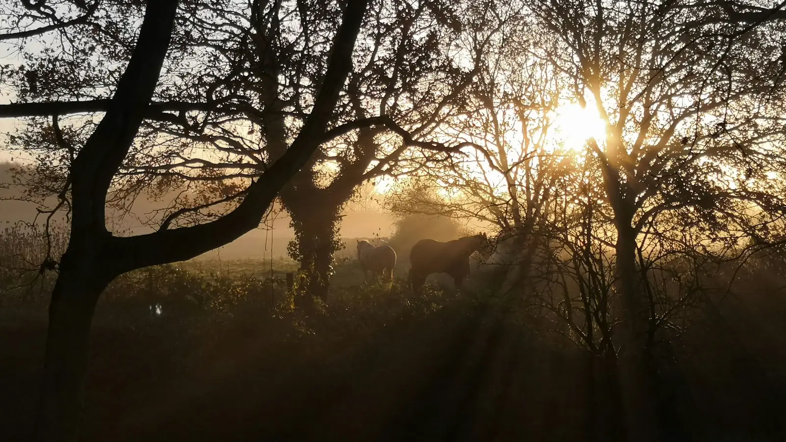 Siluetas de árboles con el sol saliendo entre la bruma