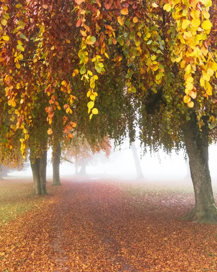Árbol de otoño llorón sobre un manto de hojas naranjas y niebla